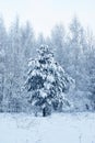 A wonderful fairy-tale forest stands covered with snow. Trees are abstract patterns of snow.