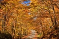 Wonderful Fall Color Road