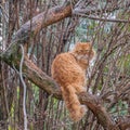 A wonderful feral red cat with green eyes sits on a thick branch