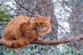 A wonderful feral red cat with green eyes on a thick branch