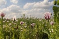 A wonderful field with white poppies and a blue sky with clouds in holland Royalty Free Stock Photo