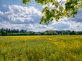 Wonderful field of yellow flowers at summertime at blue sky with clouds