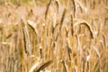 Yellow wheat ears