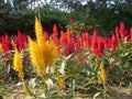 Wonderful Flower Beauty in Neempith Ashram, joynagar, west Bengal, India Captured by deb Royalty Free Stock Photo