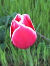 Beautiful crimson tulip with white outskirts on the petals