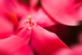 Wonderful flowers close-up. Abstract blur zoom Fancy color.