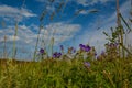 Beautiful wildflowers against a blue sky Royalty Free Stock Photo