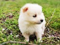 Wonderful fluffy white young dog of breed pomeranian.