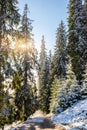 Wonderful foggy autumn forest with melting snow, sunrays a coming through the morning fog Royalty Free Stock Photo