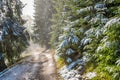 Wonderful foggy autumn forest with melting snow, sunrays a coming through the morning fog Royalty Free Stock Photo