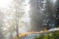 Wonderful foggy autumn forest with melting snow, sunrays a coming through the morning fog Royalty Free Stock Photo