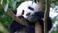 Wonderful Giant Panda dreams Royalty Free Stock Photo