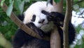 Wonderful Giant Panda dreams Royalty Free Stock Photo