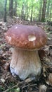 Wonderful giant porcini in mixed forest