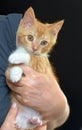 Wonderful ginger with a white kitten in hands