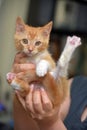 Wonderful ginger with a white kitten in hands