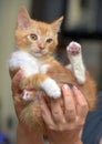 Wonderful ginger with a white kitten in hands