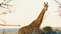 Wonderful Giraffes in the Wild, Wildlife, Wild Animal, Camelopard, Wild Nature