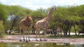 Wonderful Giraffes in the Wild, Wildlife, Wild Animal, Wild Nature, Camelopard