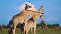 Wonderful Giraffes in the Wild, Wildlife, Wild Nature, Camelopard, Wild Animal