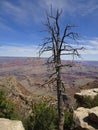 Gnarled pine at Grand Canyon, Arizona, USA