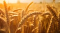 wonderful golden-yellow cornfield in the soft, warm evening light