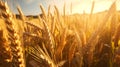 wonderful golden-yellow cornfield in the soft, warm evening light