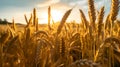 wonderful golden-yellow cornfield in the soft, warm evening light