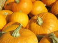 Wonderful golden yellow orange pumpkins on a happy sunny day