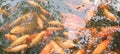 Wonderful Goldfish huddle being fed in the lake