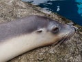 Wonderful gorgeous female Australian Sea lion. Royalty Free Stock Photo