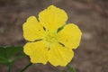 Wonderful gourd flower and few ants running around it. This grows a hard skin vegetable with delicious pulp.