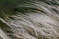 Wonderful grass in a field