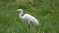 Wonderful Great Egret in the Wild, Birds, Wild Animal, Wildlife, Wild Nature