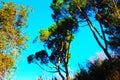 Wonderful green color tree leaves and forest view