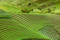 Wonderful green farmland with terraced system