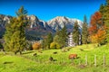 Wonderful green fields with grazing cows,Busteni,Transylvania,Romania,Europe