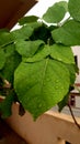 Wonderful green leaves with rain drop