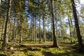 Wonderful green mossy forest