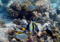 Wonderful group of different colorful fish over corals in Indian Ocean Royalty Free Stock Photo