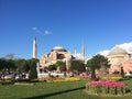 Wonderful hagia sophia and tulips in istambul