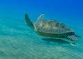 wonderful hawksbill turtle with pilotfishes swimming over green seabed and clear blue water Royalty Free Stock Photo