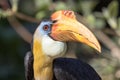 Male Sunda wrinkled hornbill - Rhabdotorrhinus corrugatus Royalty Free Stock Photo