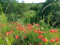 Wonderful hill with red poppies Royalty Free Stock Photo