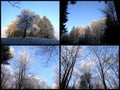 Wonderful hoarfrost scenery with trees in woodland collage