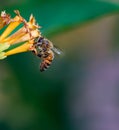 The Wonderful Honey Bee
