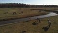 Wonderful horses graze on wide meadows on blue river banks