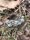 Wonderful Hummingbird Nest made of Spiders Webs and Lichen Royalty Free Stock Photo