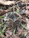 Wonderful Hummingbird Nest made of Spiders Webs and Lichen Royalty Free Stock Photo