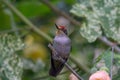 A wonderful Hummingbird perched on a branch resting. Royalty Free Stock Photo